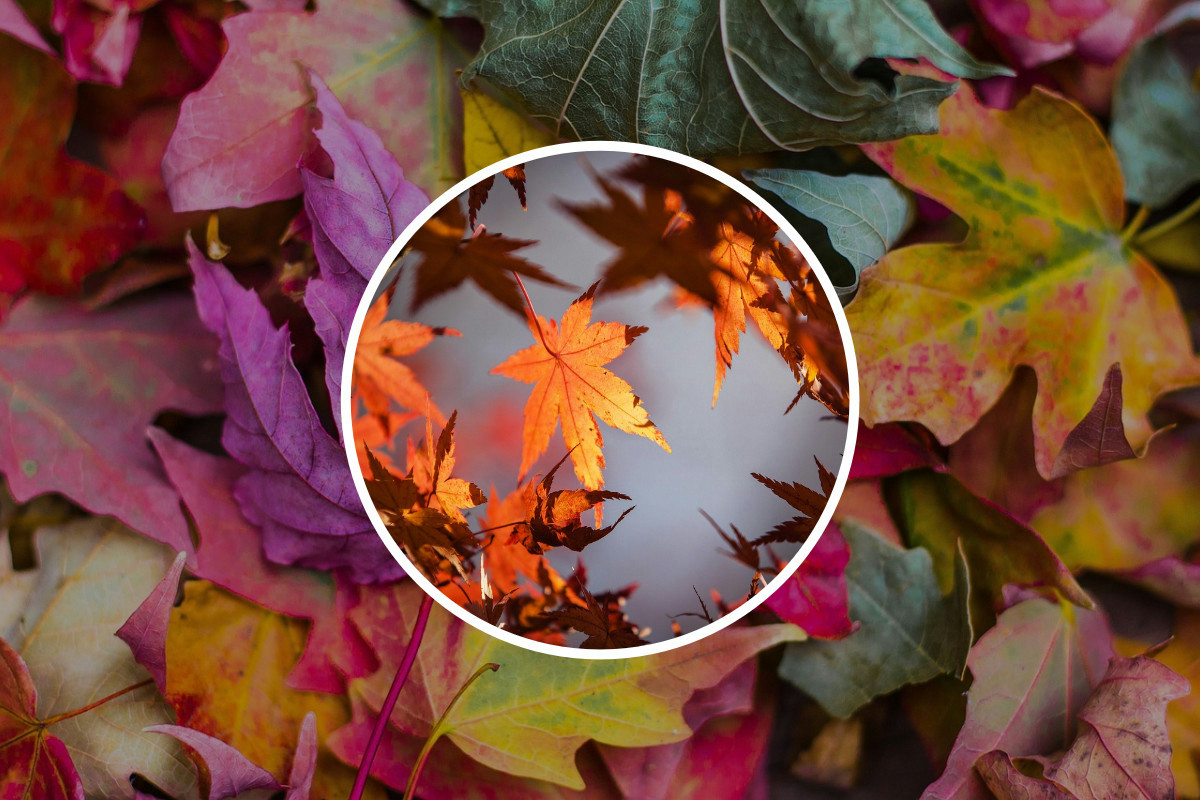 Quando iniziare le potature: il calendario essenziale per chi cura piante e giardini in autunno